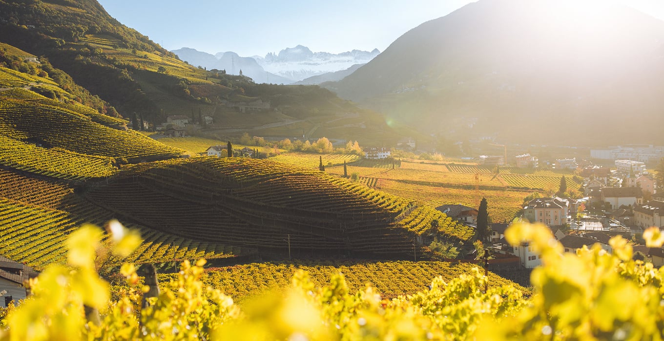 Herbstgenuss im Süden Südtirols: Weinernte, Törggelen und Weinerlebnis im Weinegg