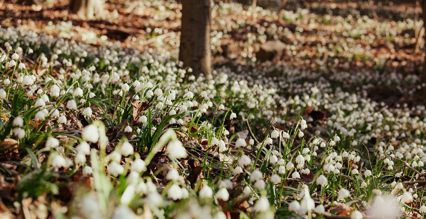 Geführte Wanderung ins Frühlingstal