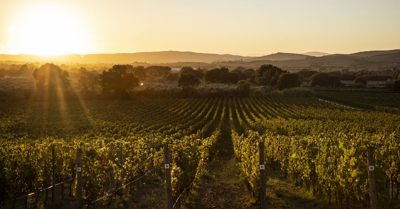 Our winery Poggio al Rigoloccio in the Tuscan Maremma