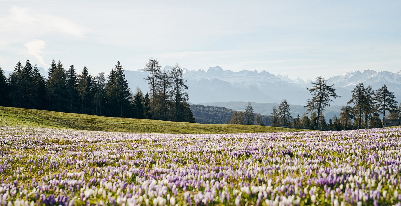 Krokusblüten am Möltner Joch